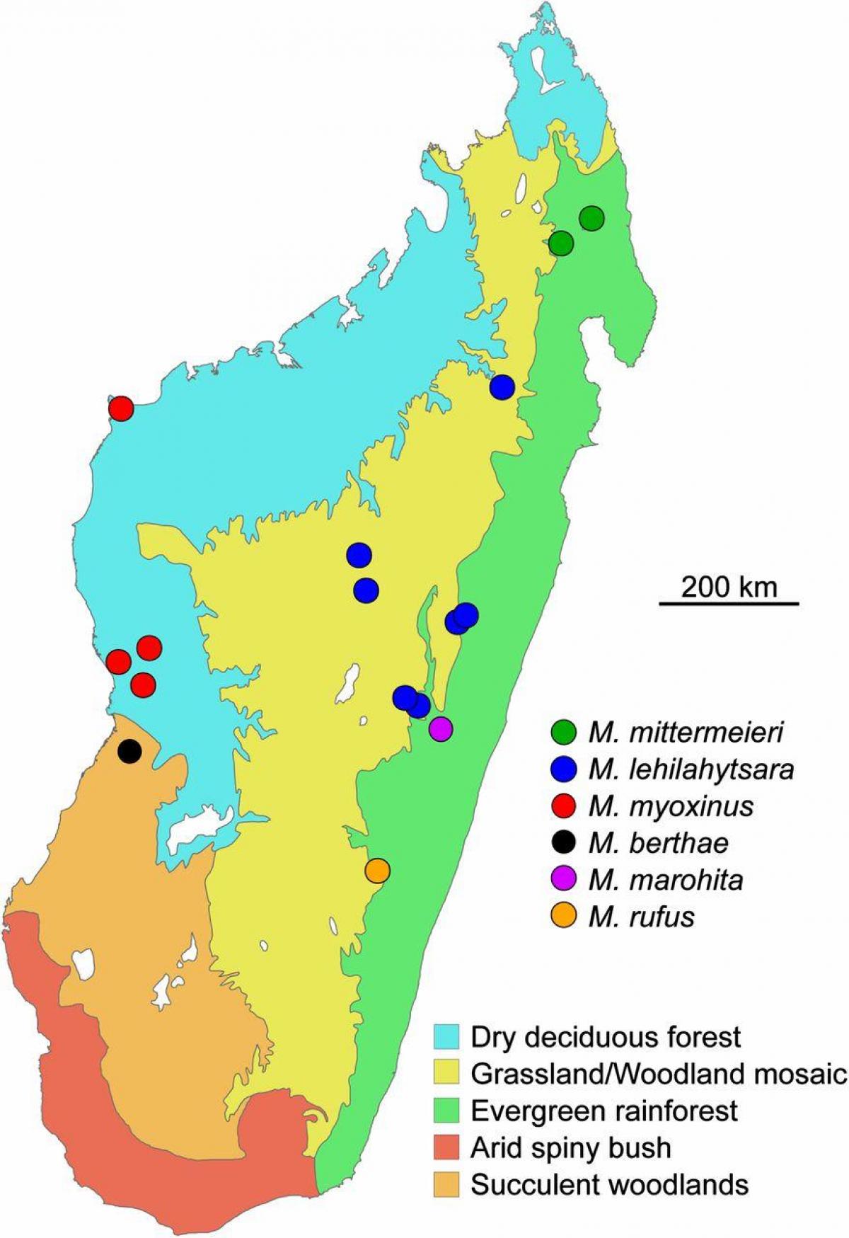 kort af Madagaskar regnskógur