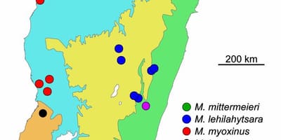 Kort af Madagaskar regnskógur